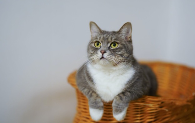Bulu Kucing Bisa Ganggu Kesuburan, Mitos atau Fakta?